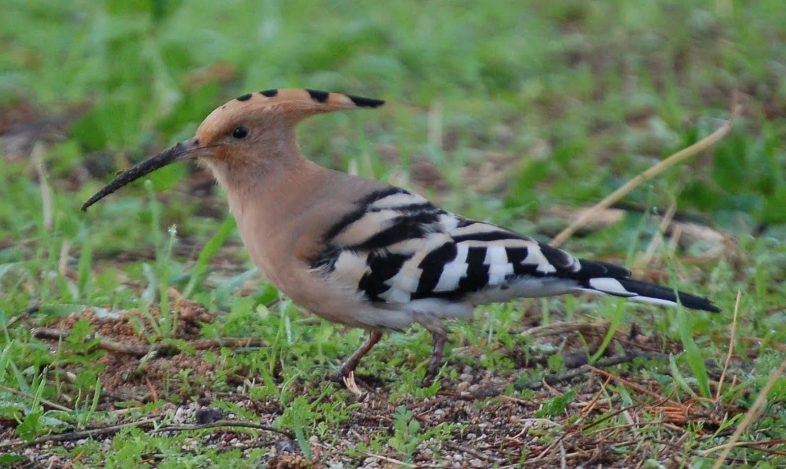 Febrero 2017 en la Casita de la Dehesa
